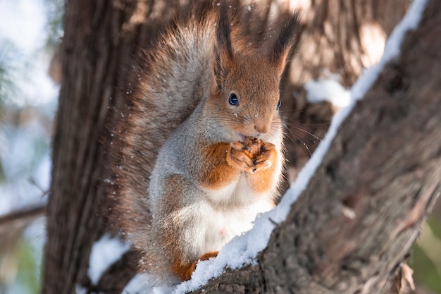 Squirrel tree in winter