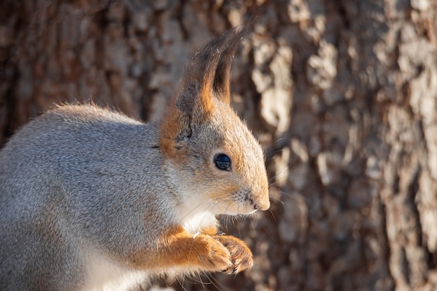 Squirrel tree in winter