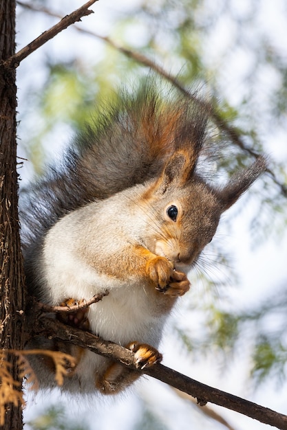 Squirrel tree in winter