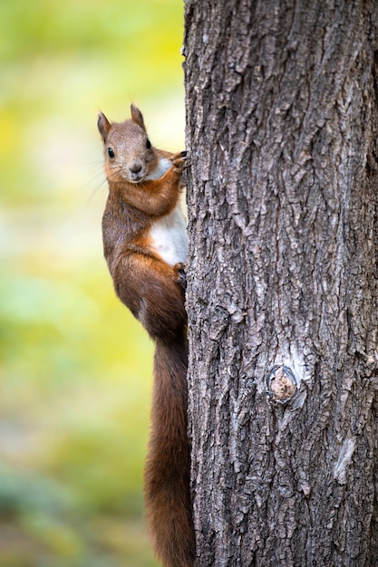 Uno scoiattolo su un albero con pelliccia arancione