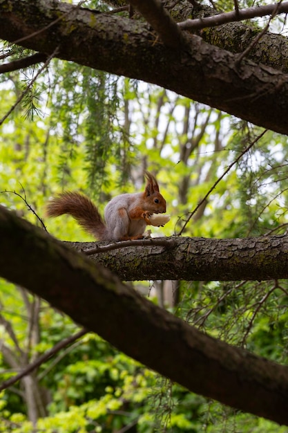 Squirrel on a tree with a piece of bread Highquality photography selectively focused