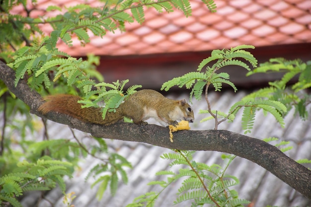 Photo squirrel on tree