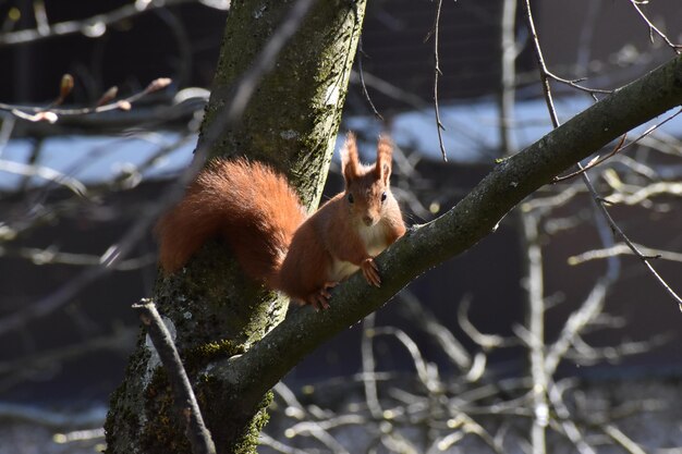 Squirrel on a tree