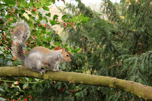 Squirrel on tree