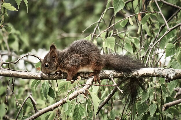 Photo squirrel on tree