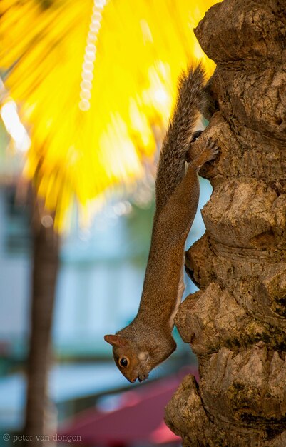 Squirrel on tree