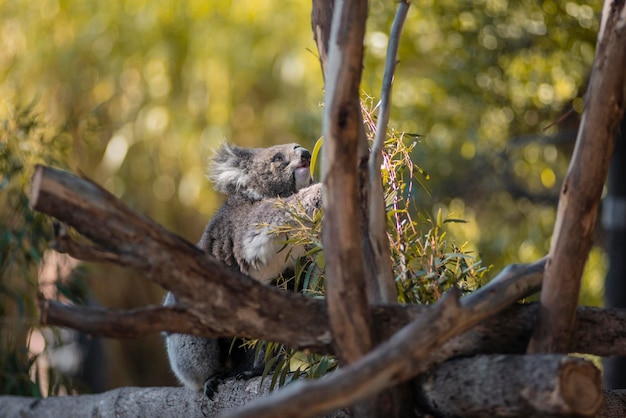 Photo squirrel on tree