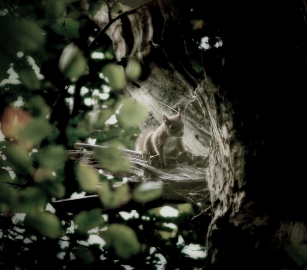 Foto lo scoiattolo sull'albero