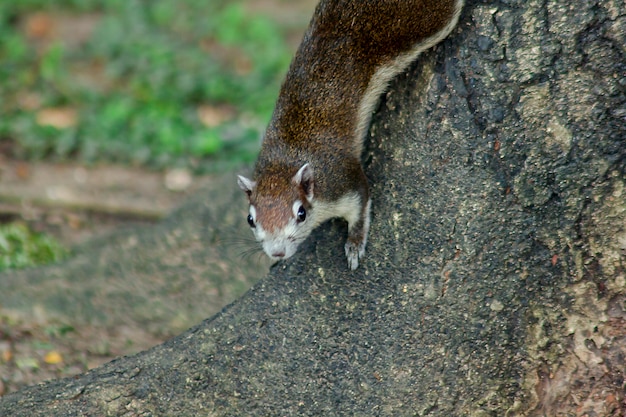 Squirrel on the tree