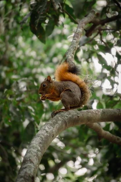 squirrel on a tree