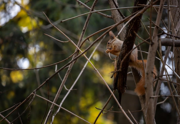 A squirrel on the tree