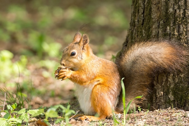 Squirrel on a tree