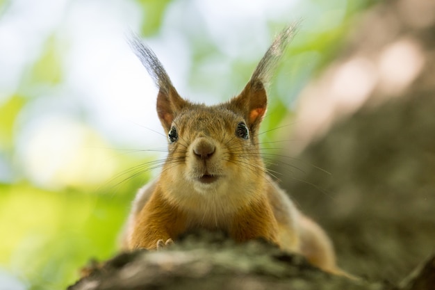 Squirrel on a tree