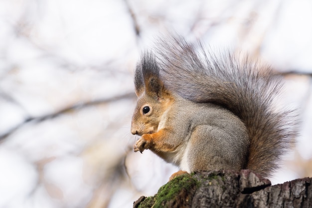 Squirrel on a tree