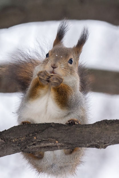 Photo squirrel on a tree