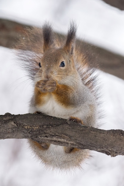 Squirrel on a tree