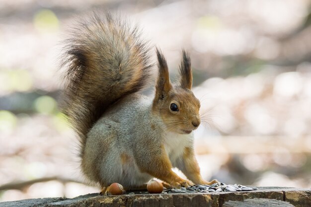 Squirrel on a tree