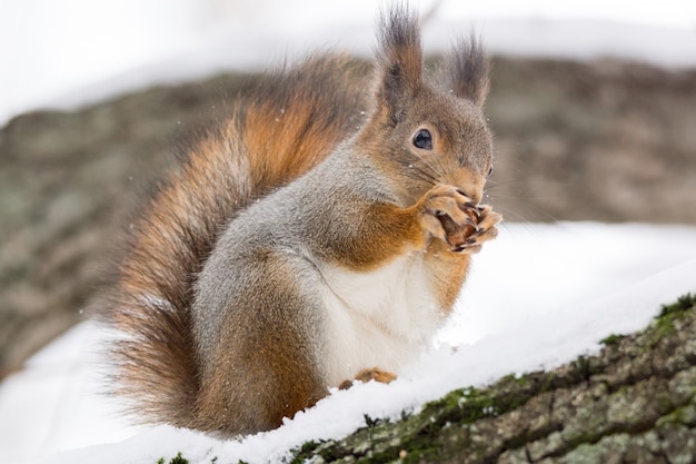  squirrel on a tree