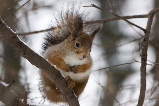 Squirrel on a tree