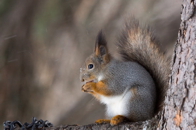 Squirrel on a tree