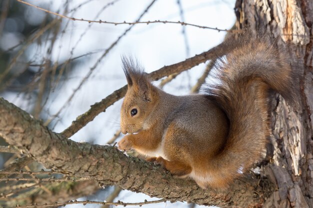 Squirrel on a tree