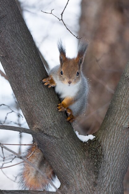 Squirrel on a tree