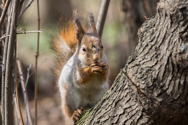 Squirrel on a tree