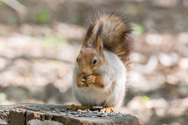 Squirrel on a tree