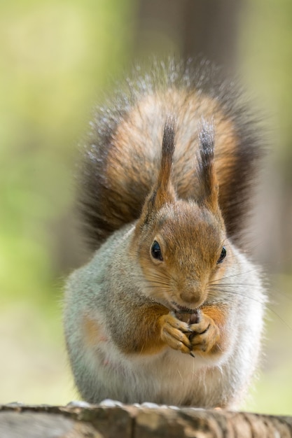 Squirrel on a tree