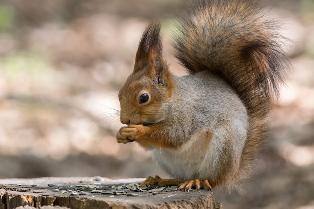 Squirrel on a tree