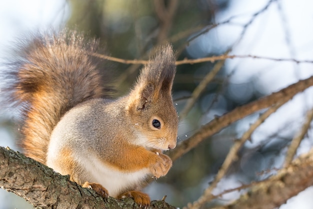 Squirrel on a tree