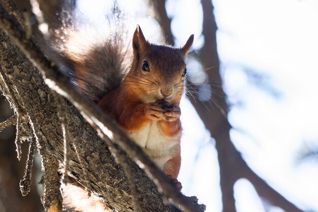 Squirrel on the tree