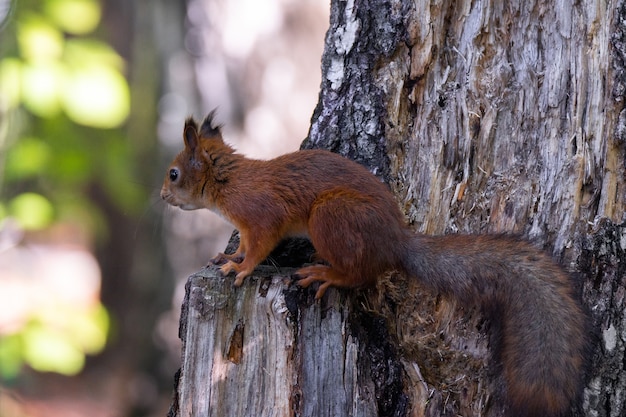 Squirrel on the tree