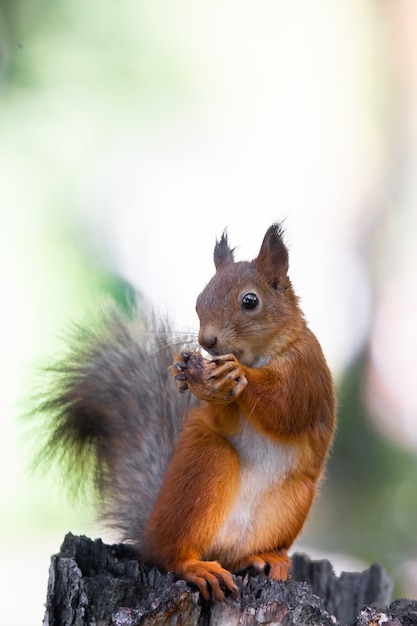 Squirrel on the tree