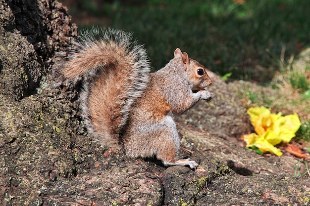 The Squirrel in Washington, United States