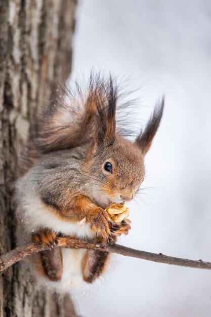 Squirrel in winter sits on a tree trunk with snow eurasian red\
squirrel sciurus vulgaris sitting on branch covered in snow in\
winter