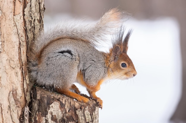 Squirrel in winter sits on a tree trunk with snow Eurasian red squirrel Sciurus vulgaris sitting on branch covered in snow in winter