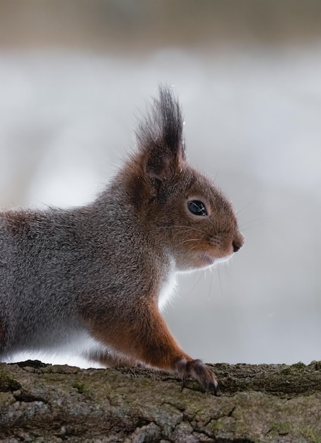 A squirrel with a bushy tail