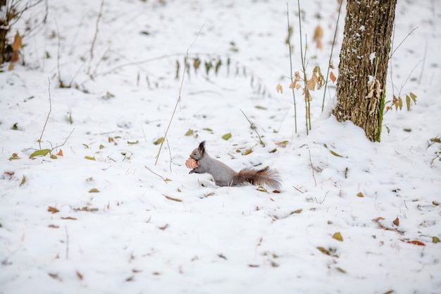 Squirrel with cedar cone on snow