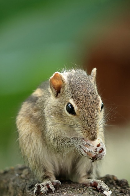 Photo a squirrel with a green background