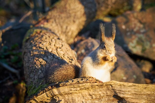 Squirrel with a nut in its paws in the sun