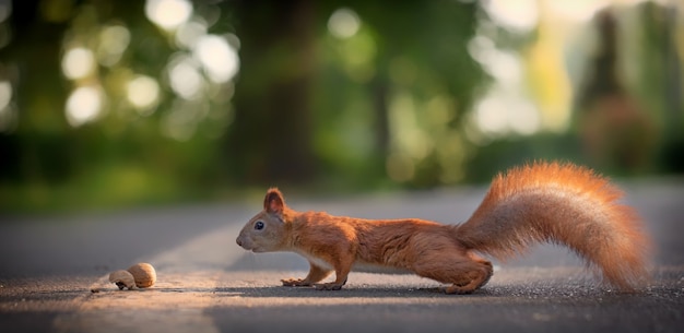 Squirrel with a nut in the park