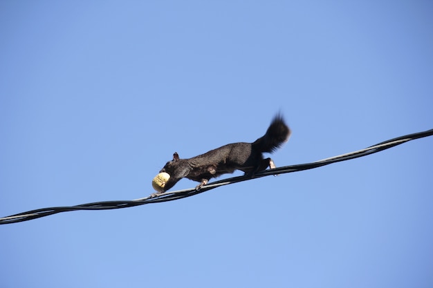 Foto scoiattolo con una pera arrampicata sul filo