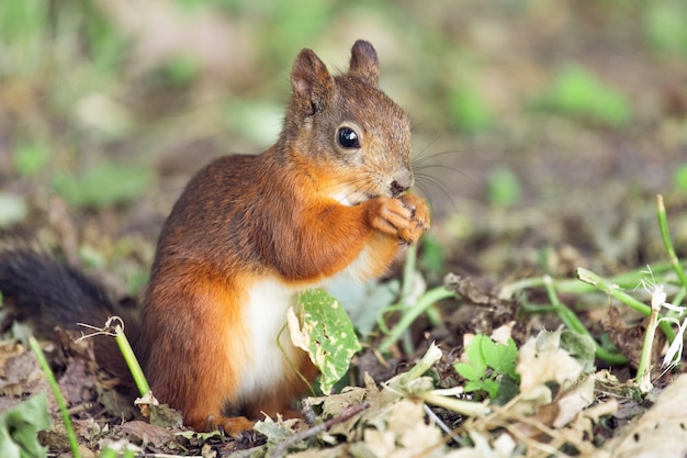 Scoiattolo con pelliccia rossa nella foresta di autunno