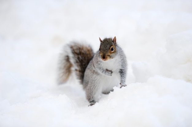 Squirrel with snow in winter