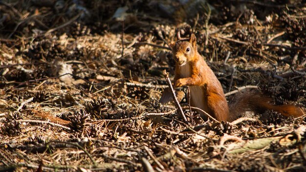 Photo squirrel with an ut