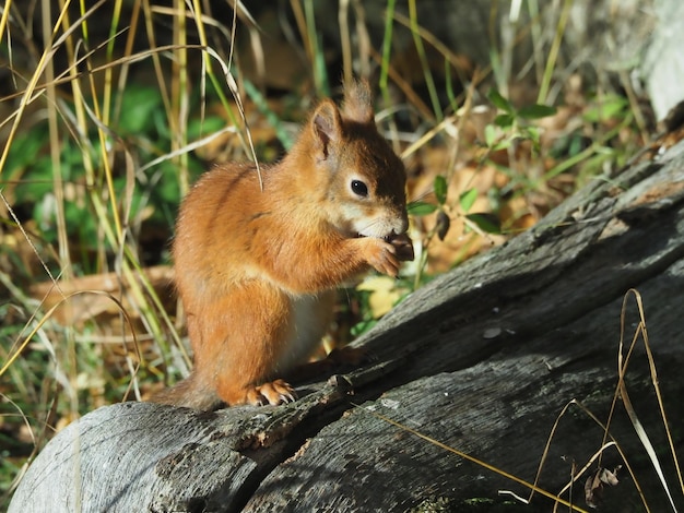 Foto scoiattolo sul legno nella foresta