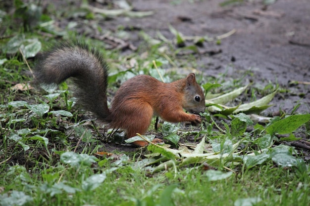 Photo squirrel