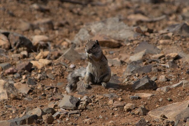 Photo squirrel