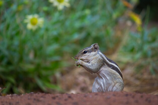 Squirrel